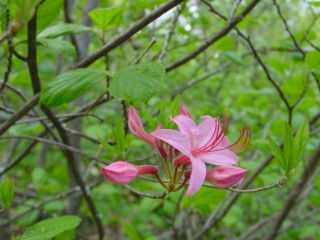 closeup of wild azalea