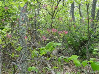 wild azaleas